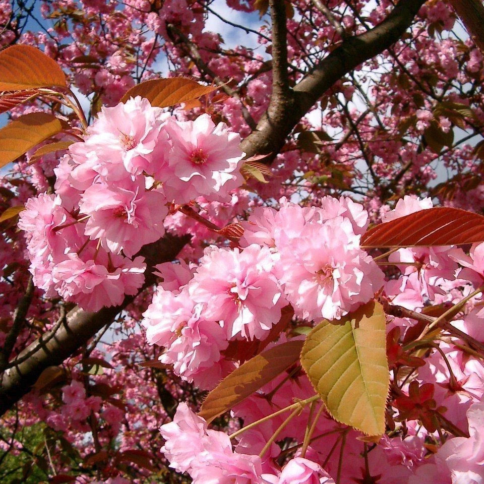 Japanese Flowering Cherry Prunus Kanzan 3-5ft Potted, Double Deep Pink Flowers