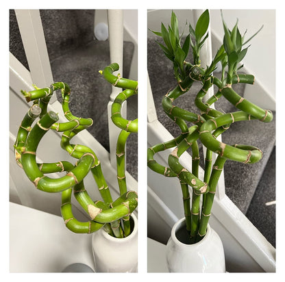 50cm Lucky Bamboo - 5 Spiral Stems - Indoor Plant Garden Windowsill Bowl