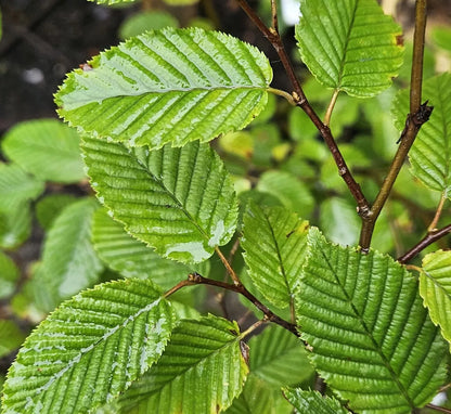 10x 1-2ft Hornbeam native semi-evergreen hedge plants bare root hedging good for damp soil