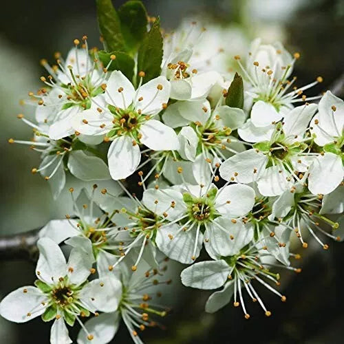 60 x Hawthorn Hedging Plants,Wildlife Friendly 2-3ft In 1L Pots Hawthorne Hedges