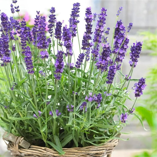 Lavender angustifolia Herb Plant in 14cm Pot - Lavandula English Lavender Bush