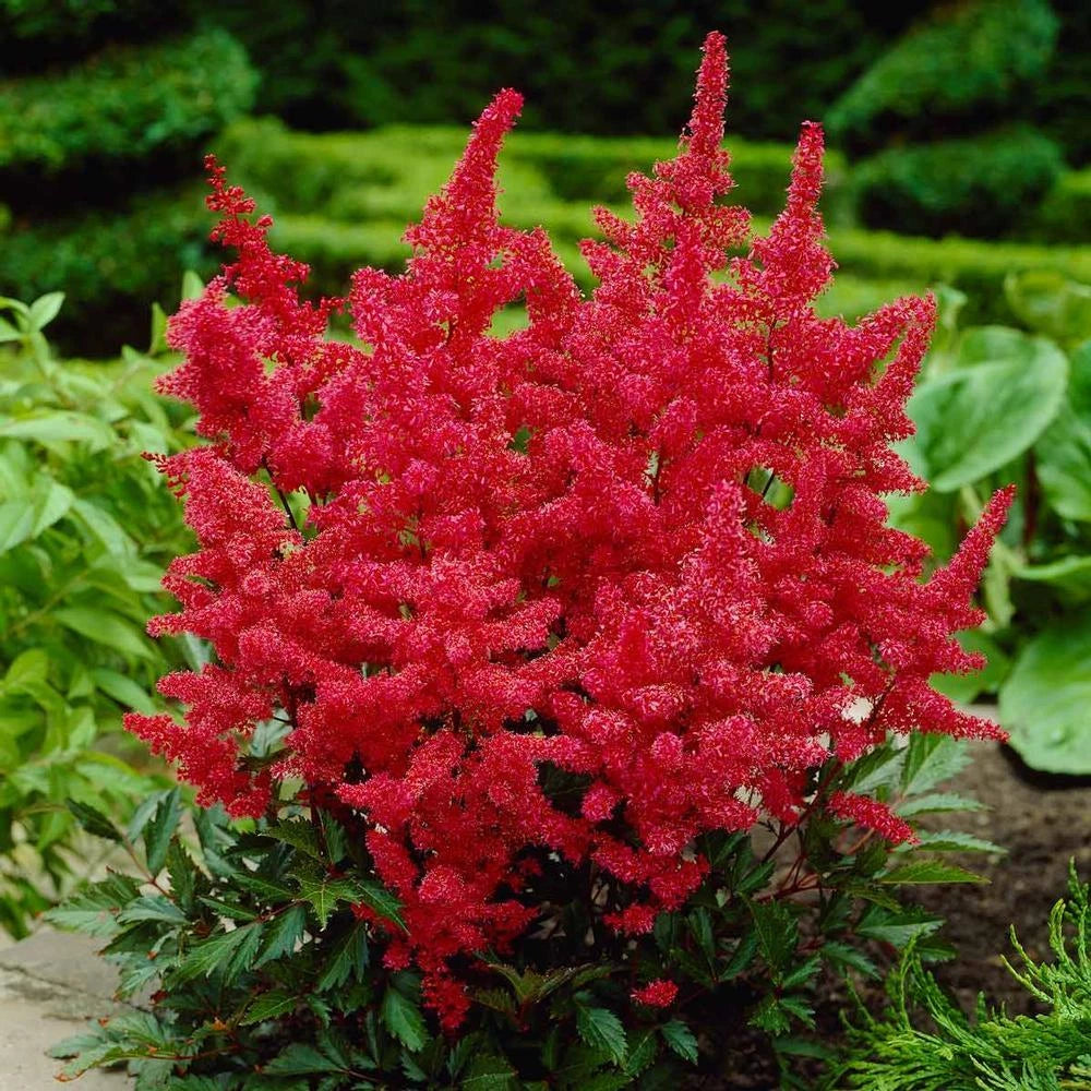 Astilbe Plants in 1L Pot