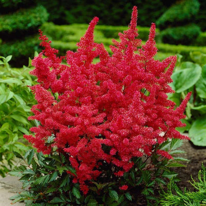 Astilbe Plants in 1L Pot