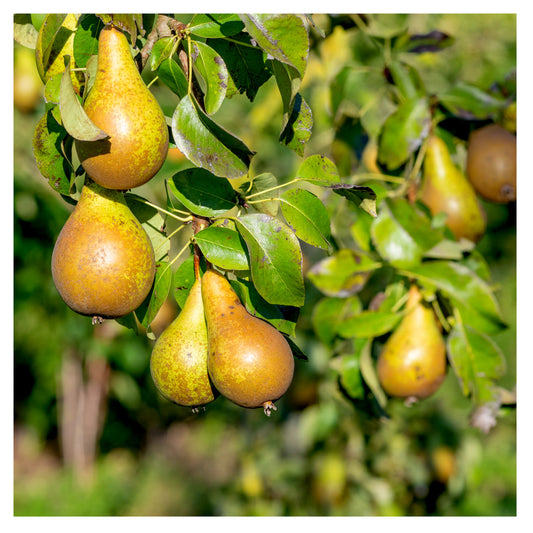Conference Pear Tree 3-4ft 4L Pot Self-Fertile & Heavy Cropper