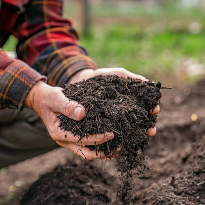 20 x Strawberry 'Cambridge Favourite' Bare Roots - Free Spent Mushroom Compost