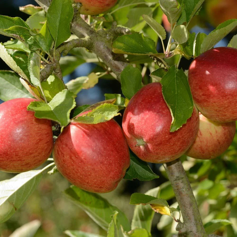Braeburn Apple Fruit Tree in a 5L Pot Dwarf Rootstock for Patios and Pots