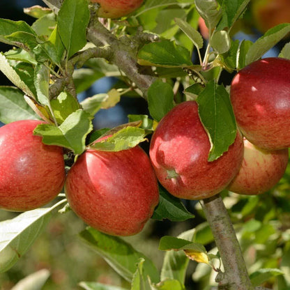 Braeburn Apple Fruit Tree in a 5L Pot Dwarf Rootstock for Patios and Pots