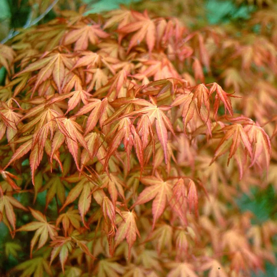 Acer Plant Japanese Maple Palmatum Katsura Garden Tree Shrub 40-50cm