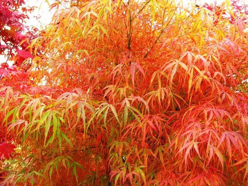 Acer Plant Japanese Maple Palmatum Katsura Garden Tree Shrub 40-50cm