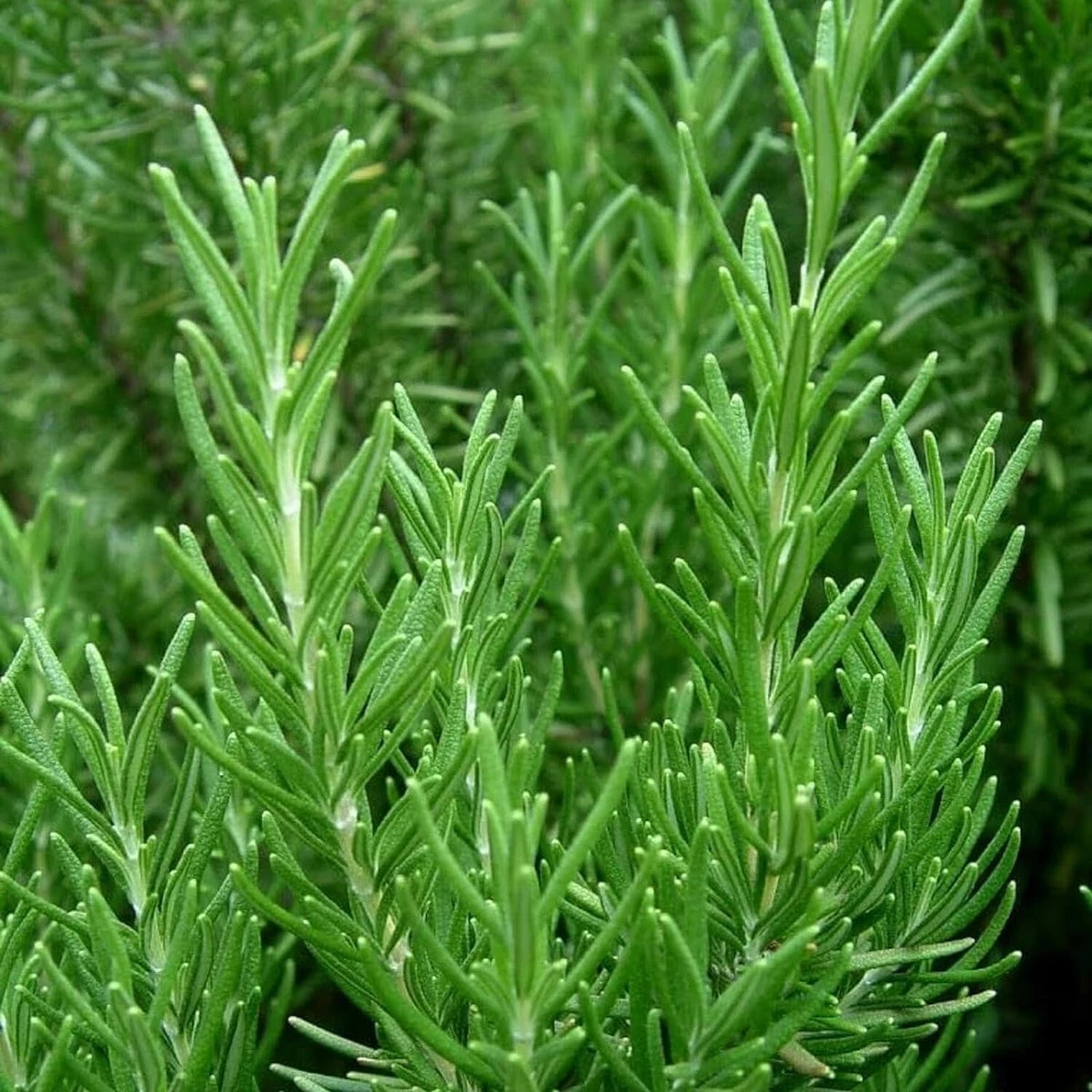 Rosemary Plant in 14cm Pot - Rosmarinus Evergreen Fragrant Perennial Herb Plants