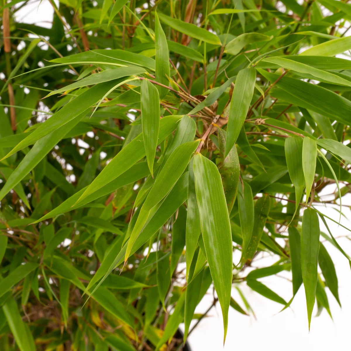 Fargesia Rufa Hardy Non-Invasive Red Panda Bamboo Garden Plant for Screening