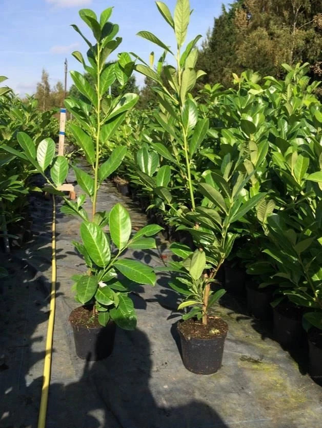 3 Cherry Laurel 3-4ft 3L Pots,Multi-Stemmed Prunus Rotundifolia, Evergreen Hedge