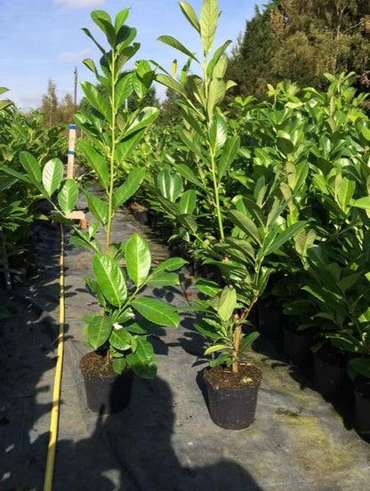 3 Cherry Laurel 3-4ft 3L Pots,Multi-Stemmed Prunus Rotundifolia, Evergreen Hedge