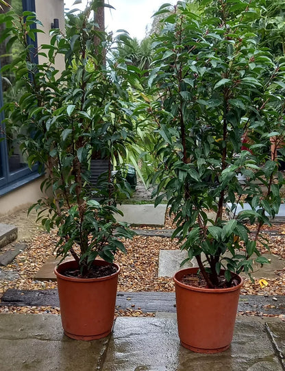 Portuguese Laurels x 1 Evergreen Shrubs Prunus Lustitanica both 4ft, In Pots.