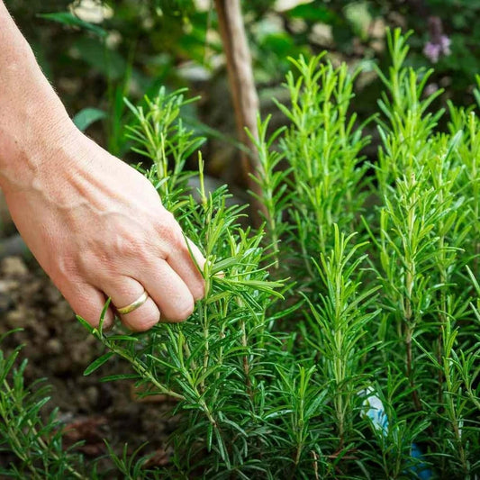 Rosemary Plant in 14cm Pot - Rosmarinus Evergreen Fragrant Perennial Herb Plants