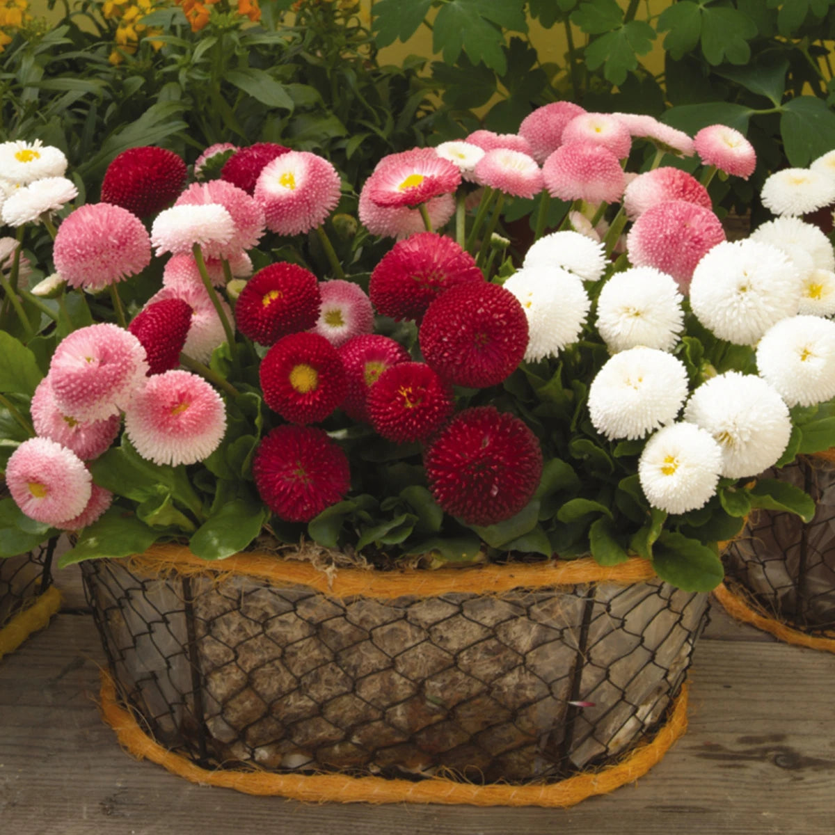 Bellis Bellissima Mixed | Hardy Garden Ready Perennial Bedding Plants 6 Pack