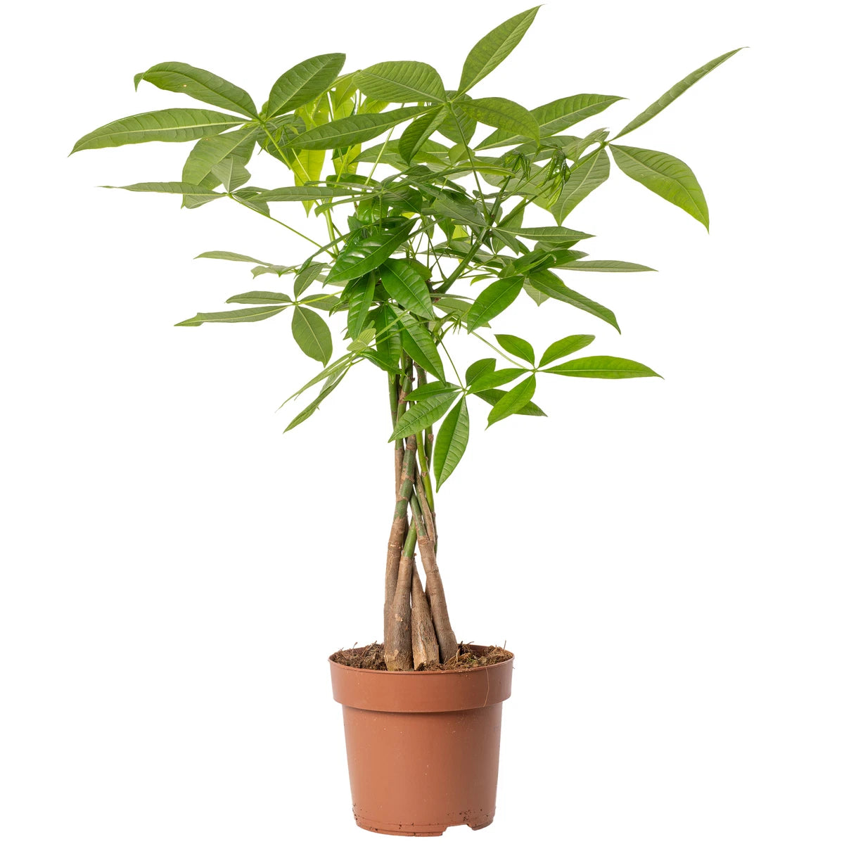Pachira Aquatica Money Tree Evergreen Indoor House Plant for Home Office in Pot