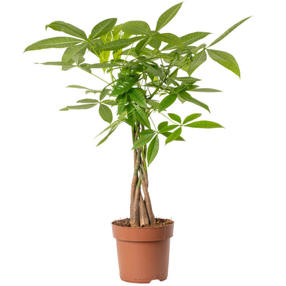 Pachira Aquatica Money Tree Evergreen Indoor House Plant for Home Office in Pot