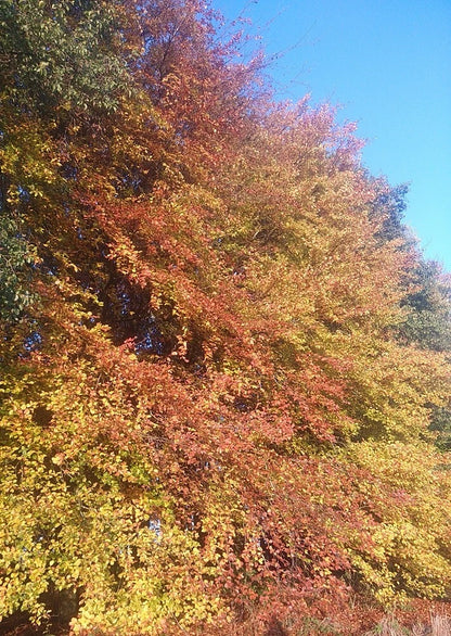 10 x 5ft Green Beech native bare root hedge plants semi-evergreen hedging