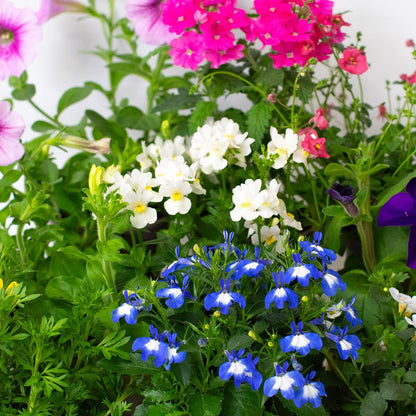 9 x Flowering Bedding Plants - Grow Your own Summer Flowering Bedding