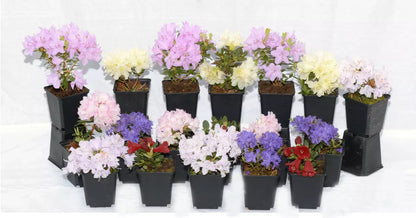 4 X MIXED DWARF RHODODENDRON SHRUBS FLOWERS