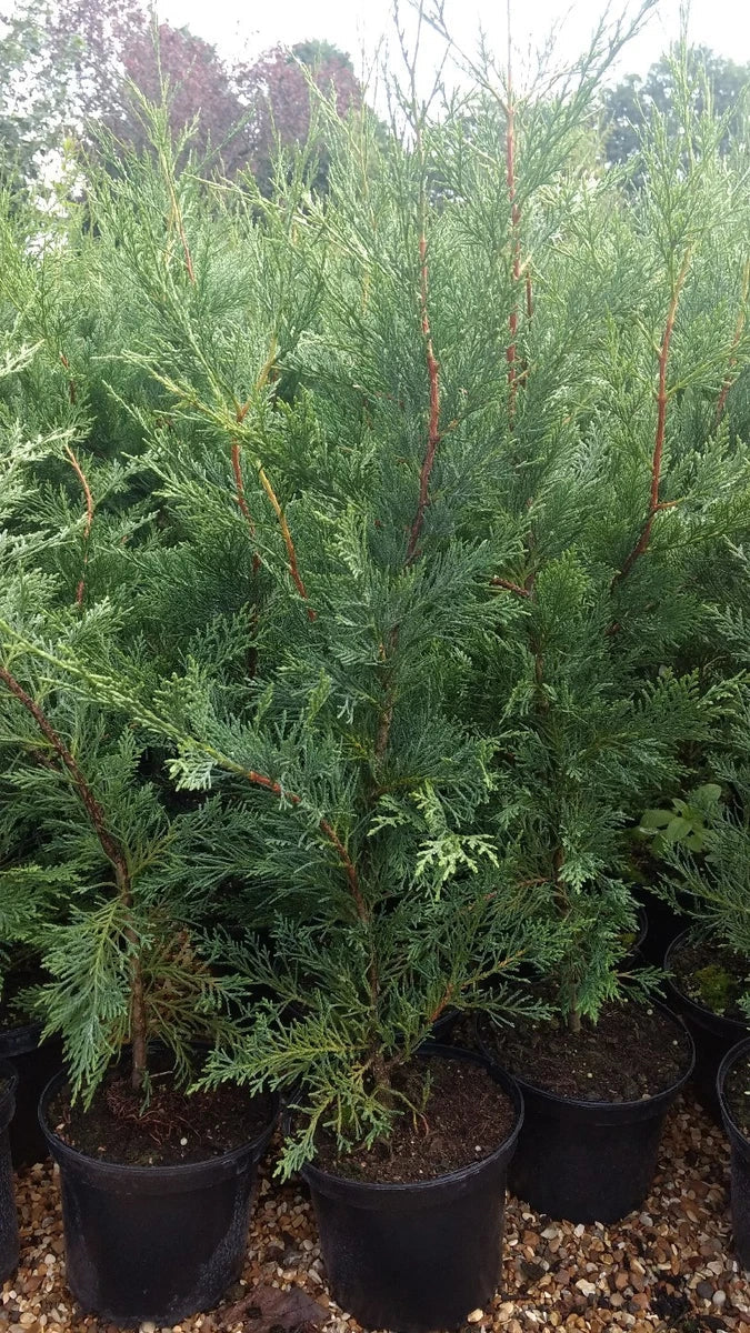 5X Large Green Leylandii Cupressocyparis Leylandii Hedging Trees 3-4ft in Pots