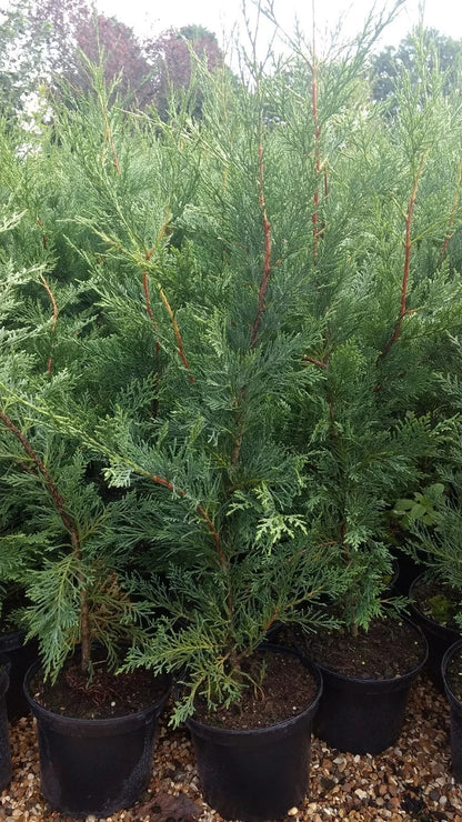 5X Large Green Leylandii Cupressocyparis Leylandii Hedging Trees 3-4ft in Pots