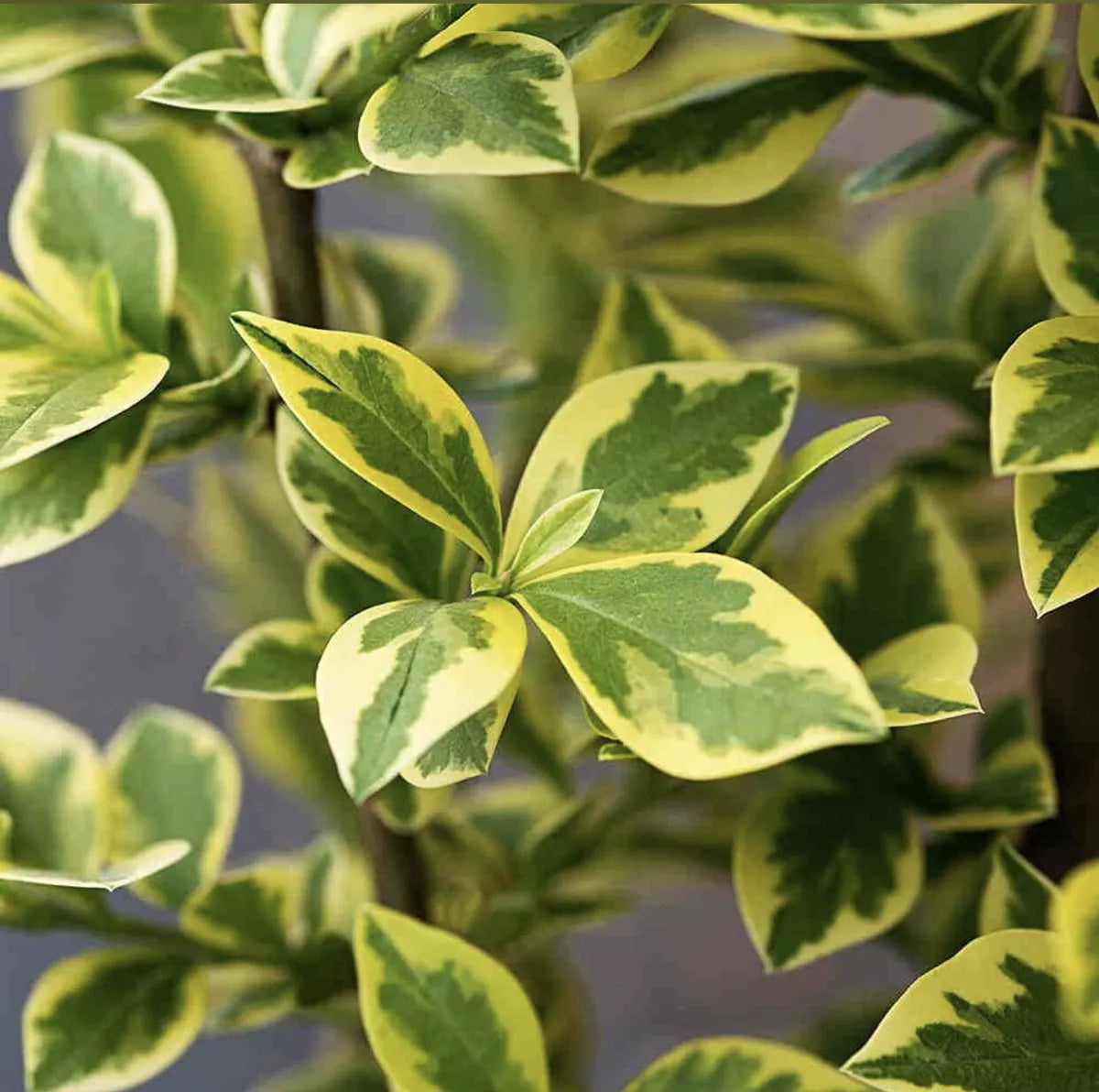 10 Golden Privet Evergreen Hedging Plants Fast Growing Shrubs 30-40cm Potted