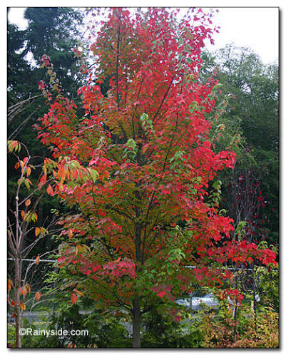Acer Rubrum Fairview Flame Red Maple Tree 6ft, 12L Pot