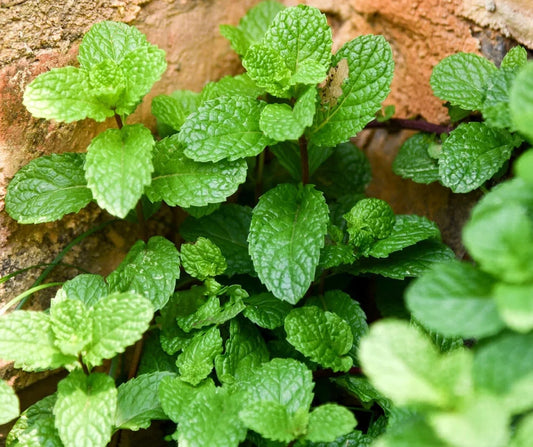 HERB PEPPERMINT SEEDS - 1500 seeds - Mentha piperita - Mosquito repellent plant