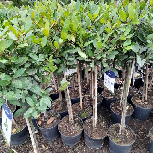 Laurus Nobilis 100cm Lollipop Bay Tree AMAZING VALUE 12cm pot