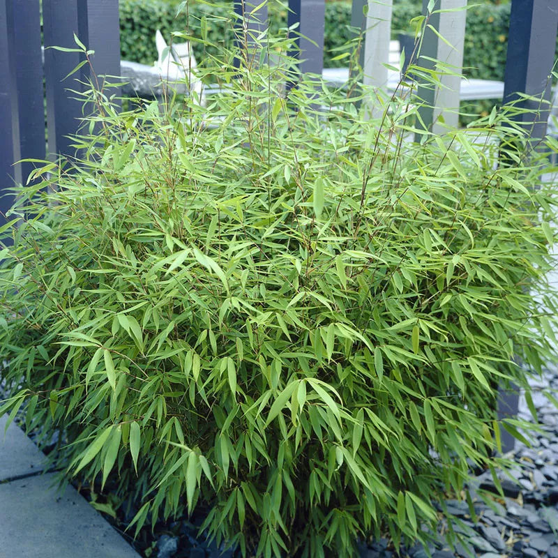 Pair of Fargesia rufa 'Fountain' Bamboo Plants in 2L Pots 50cm Tall