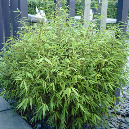 Pair of Fargesia rufa 'Fountain' Bamboo Plants in 2L Pots 50cm Tall