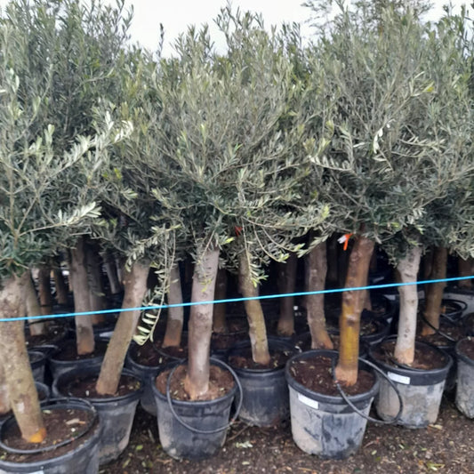 Olive Tree Standard Lollipop Approx 6ft+ Tall 35L UK Hardy EXTRA LARGE trunk