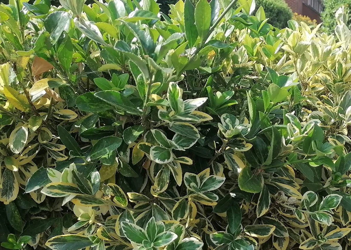 2-3ft Golden Privet garden hedge plants evergreen hedging bare root