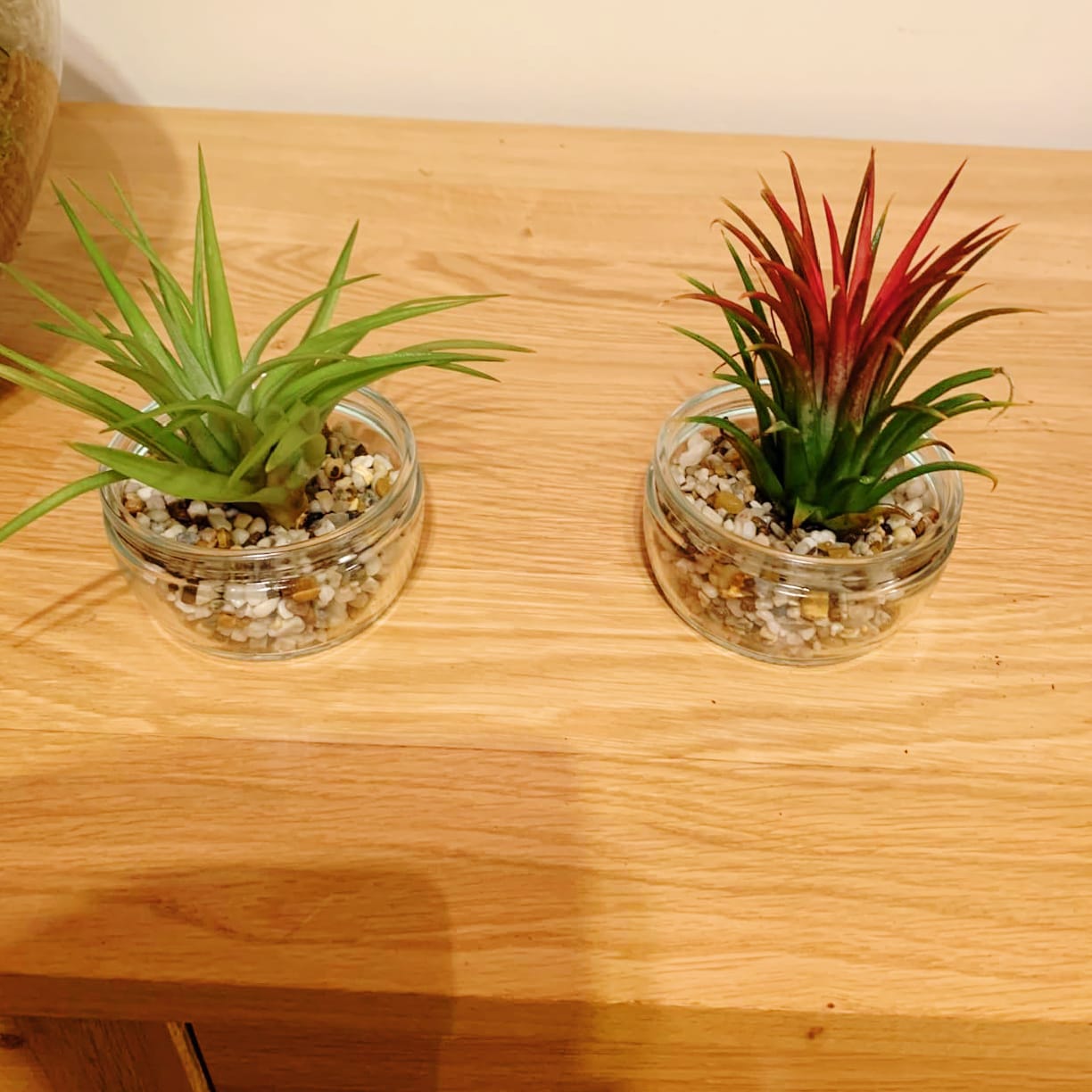 Tillandsia Mix - 5 Plants - Indoor Air Plant for House Vivarium Terrarium