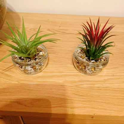 Tillandsia Mix - 5 Plants - Indoor Air Plant for House Vivarium Terrarium