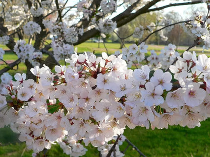 Cherry Tree - Prunus avium 'Regina' - Patio Fruit Tree 2-3ft in 5 Litre Pot