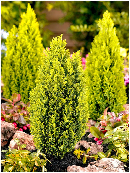 [x3] Dwarf Conifer Chamaecyparis Lawsoniana 'Ellwoods Gold' |  Pot Plants