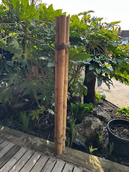 Apus Natural Bamboo Pole 4-6 cm Diameter Short Lengths - Home Garden Decoration