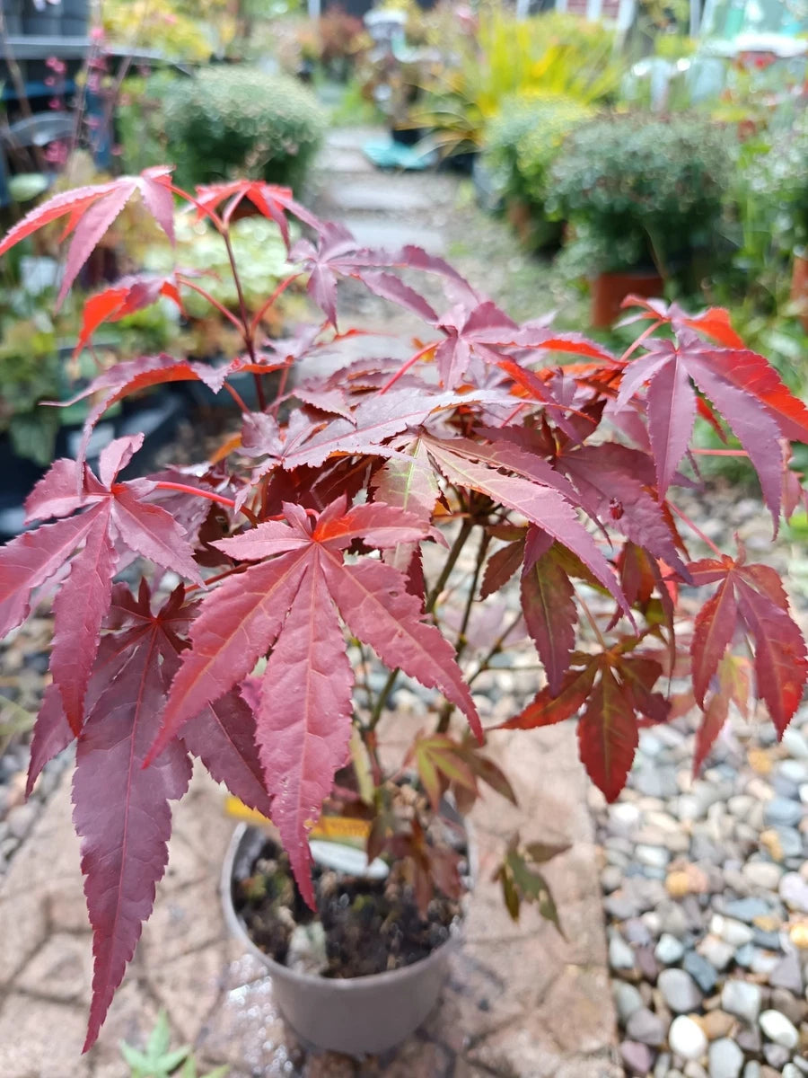Acer Palmatum Japanese Maple Bonsai Tree | Acer Tree | Artropureum In 2 L Pot