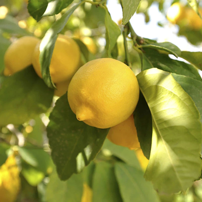 Citrus Lemon Tree, Approximately 80cm Tall in 4 Litre Pot, Citrus Fruit Tree