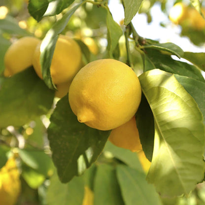 Citrus Lemon Tree, Approximately 80cm Tall in 4 Litre Pot, Citrus Fruit Tree