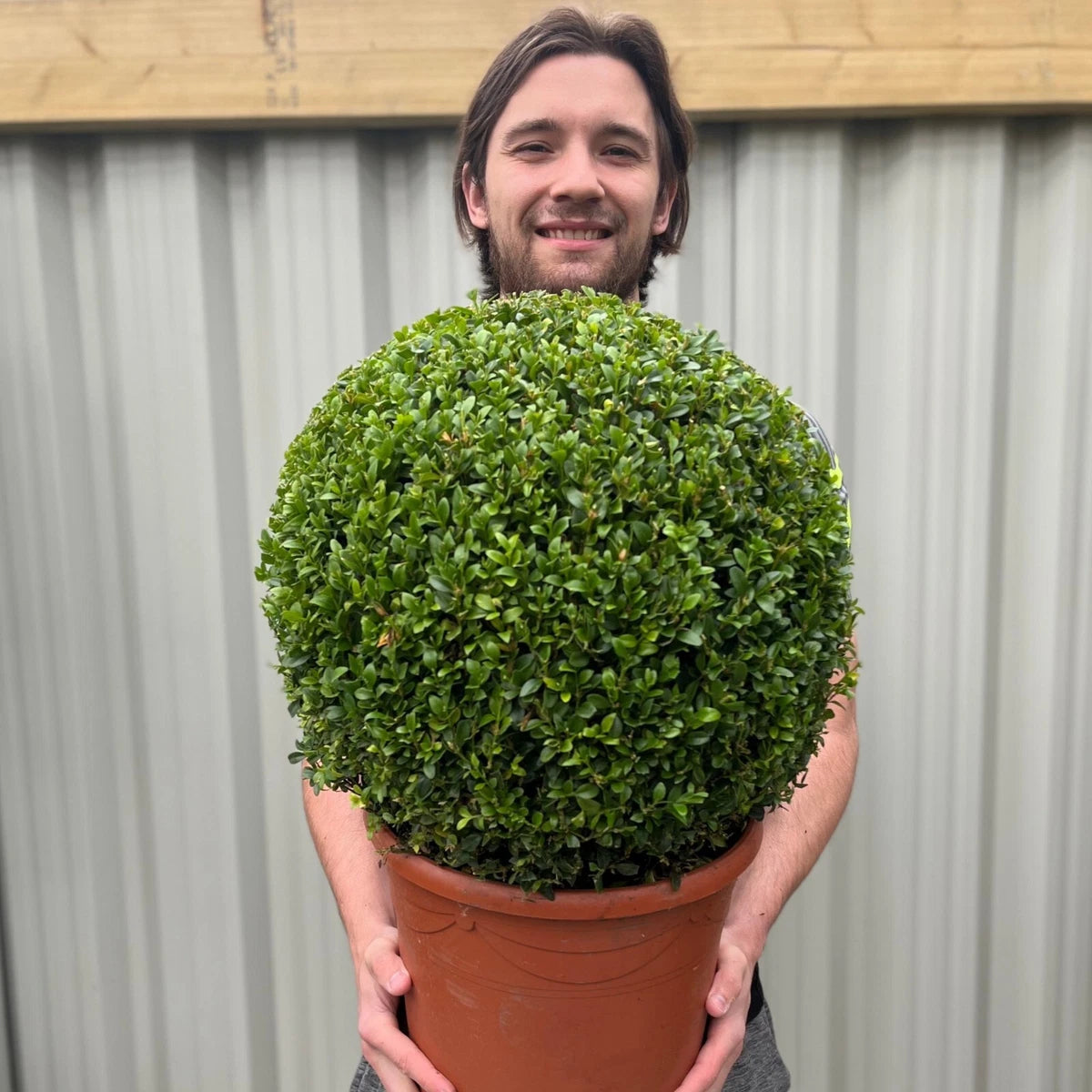 Large Buxus/Topiary Ball (Buxus sempervirens) 7.5L