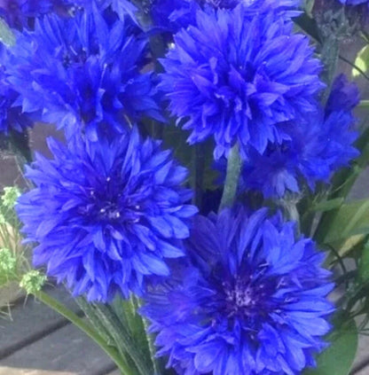200 x Cornflower Blue Ball seeds.