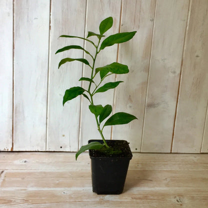 Potted Citrus Lime Tree Houseplant | Indoor Office Live Fruit Plant in 9cm
