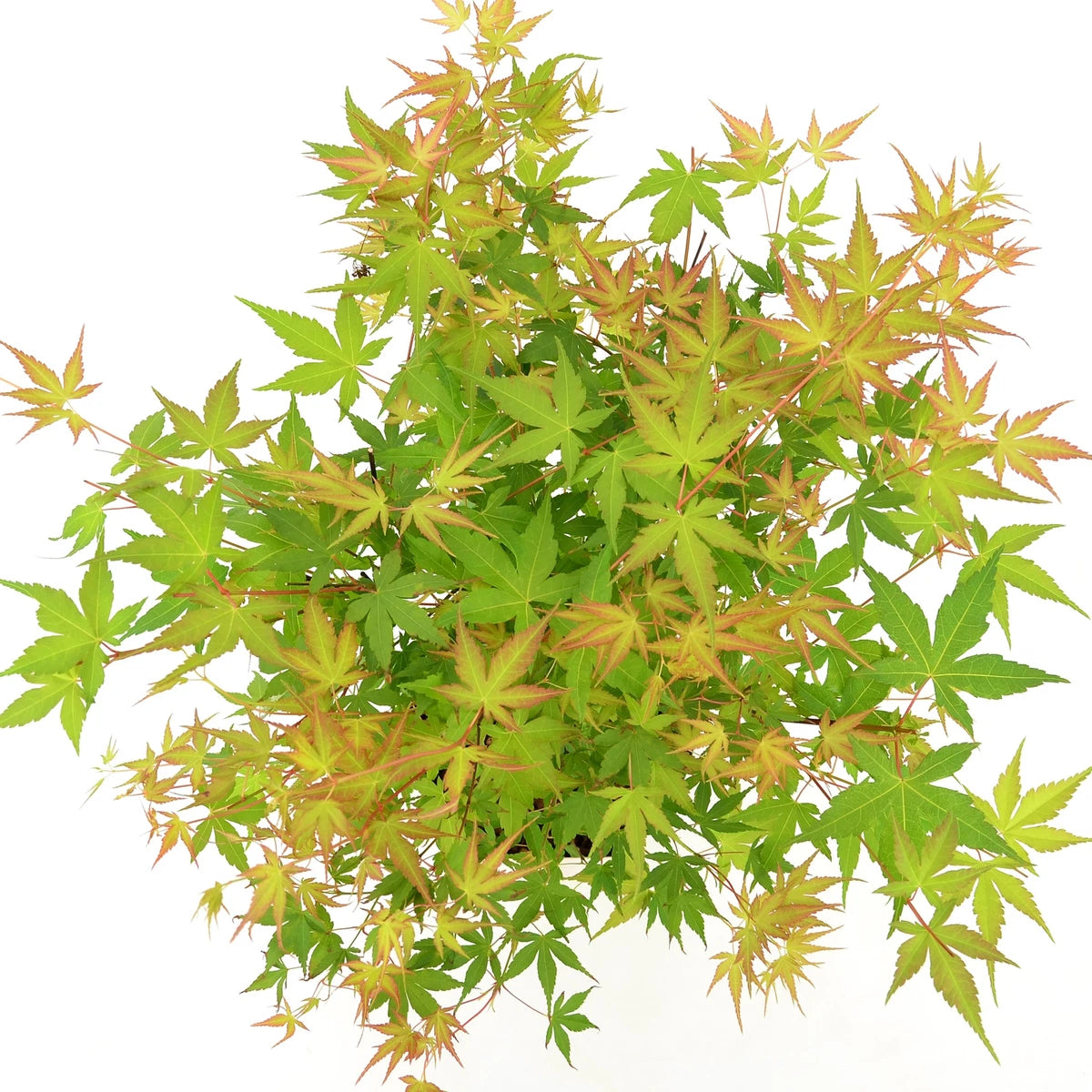 Acer palmatum Katsura - Japanese Maple | 100cm  Outdoor Garden Ready Tree in Pot