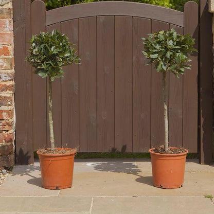 Bay Tree Standard Tree 70-80cm Tall - Edible Herb Tree for Patios and Gardens