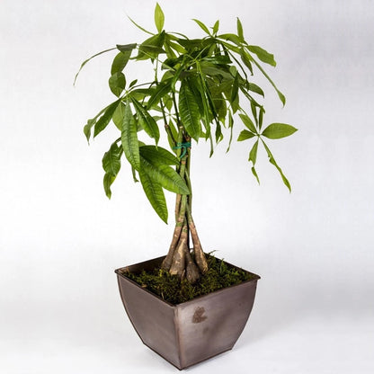 Pachira Aquatica Money Tree Evergreen Indoor House Plant for Home Office in Pot