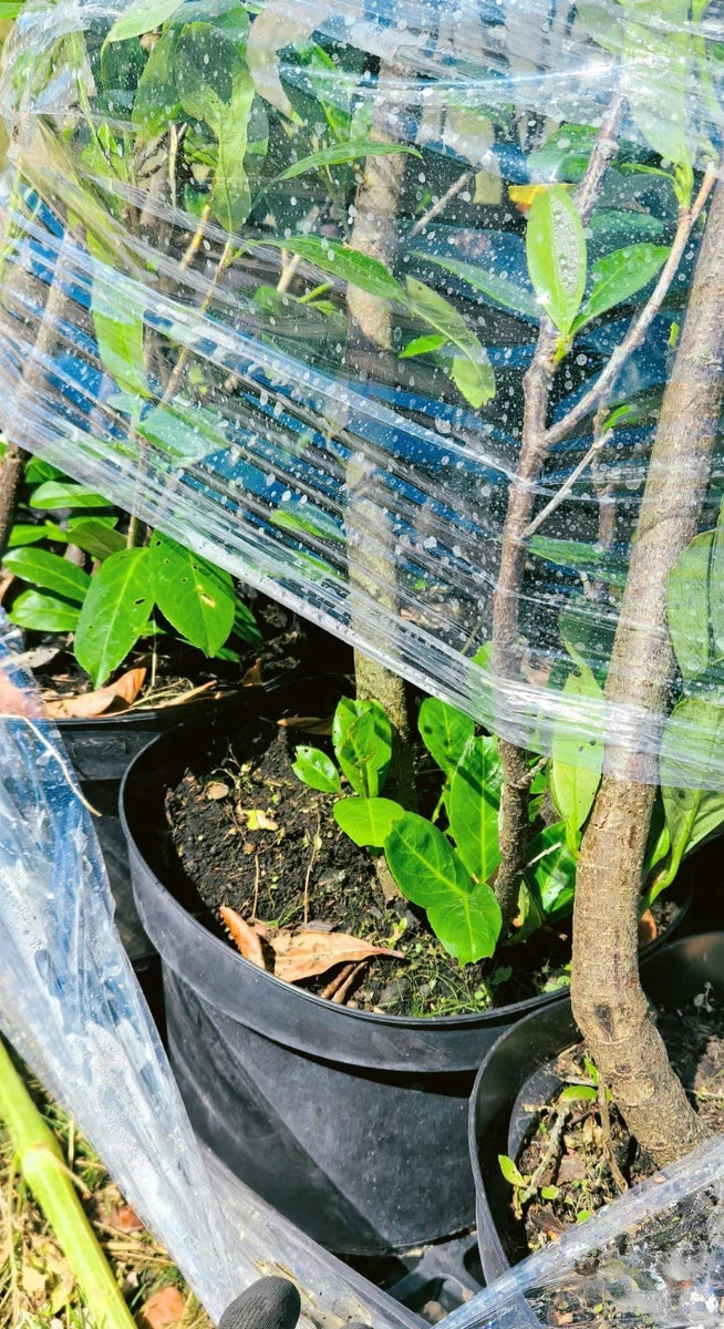 20 Cherry Laurel Hedging Plants, 10L Pots and 15L Bags  5-6FT 150-180cm